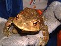 nushifrog