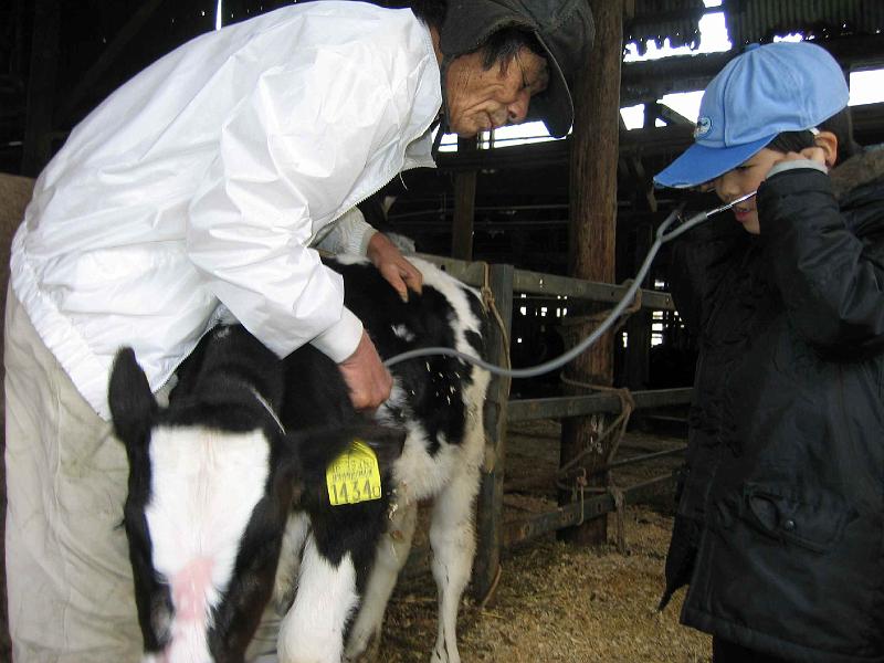 cowh.jpg - 仔牛の心音も聞けました。