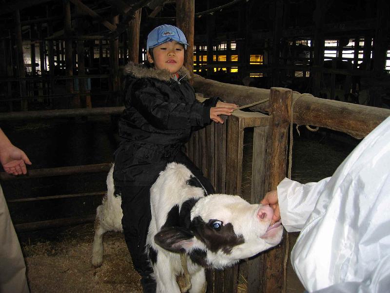 cowride.jpg - 仔牛に乗りました。