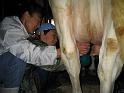 milk